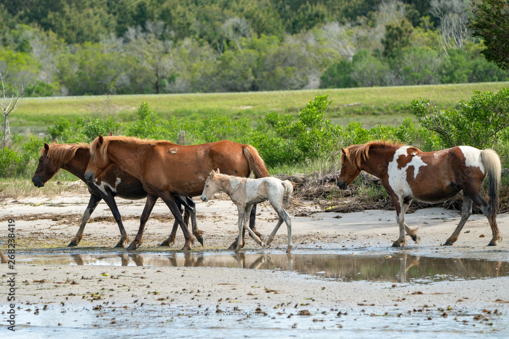 Wild horses and ponies walking and running on beach at Assateague Island during summer.