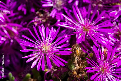 purple flower