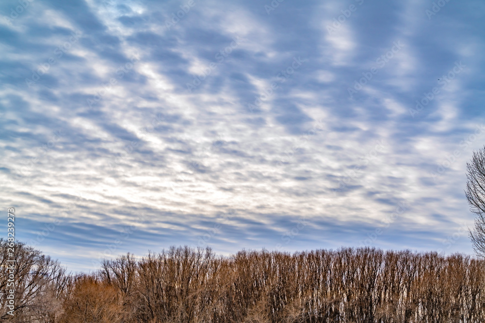 Breathtaking sky filled with a layer of illuminated puffy clouds in winter Breathtaking sky filled with a layer of illuminated puffy clouds in winter