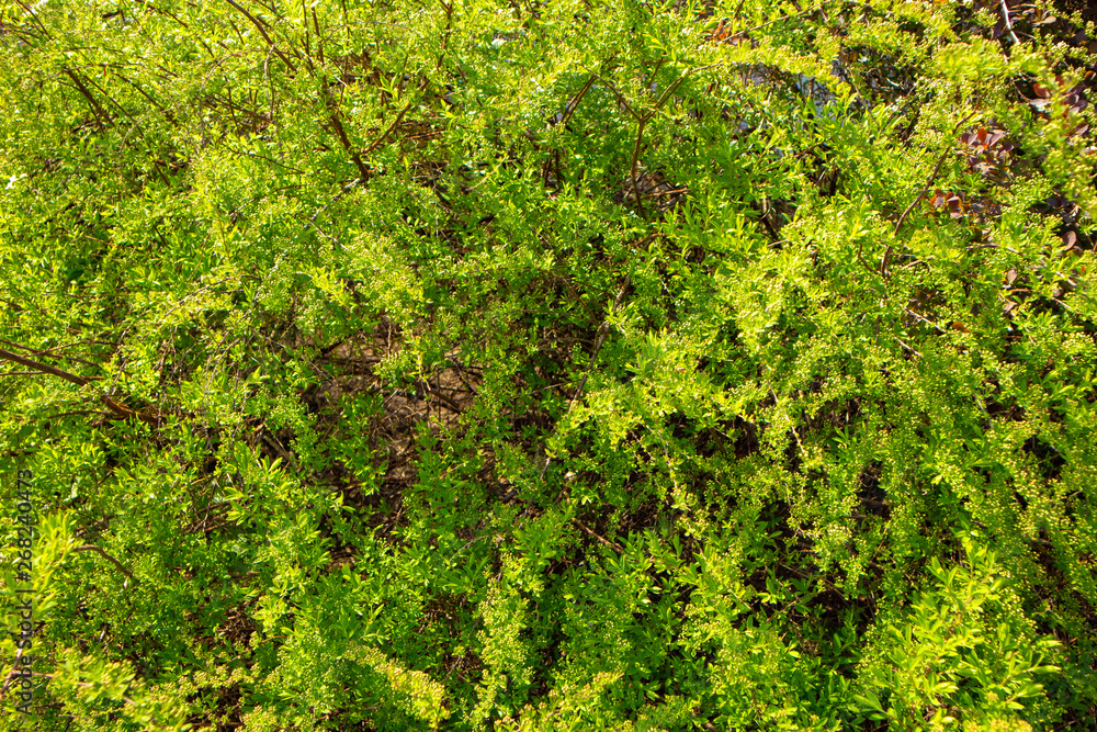 background of green leaves of tree
