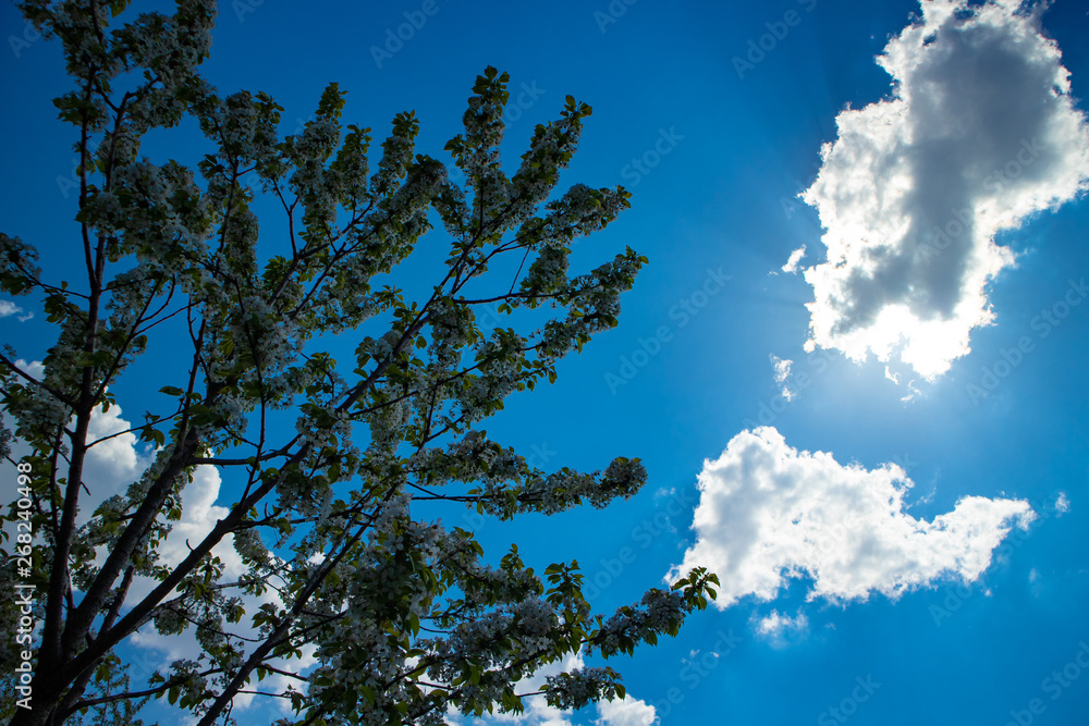 Obraz premium tree and blue sky