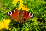 butterfly on flower spring closeup