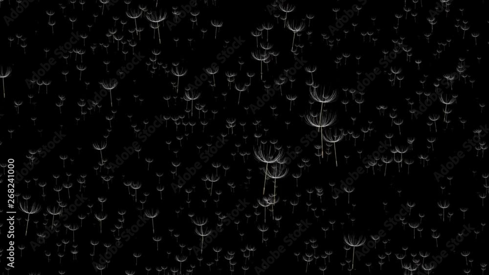 Flying dandelion seeds on a black background. Flying dandelion seeds on a black background.
