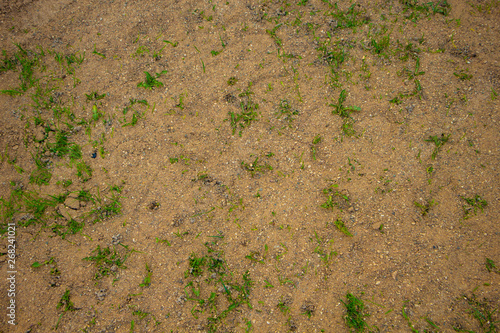 green weed on sand texture