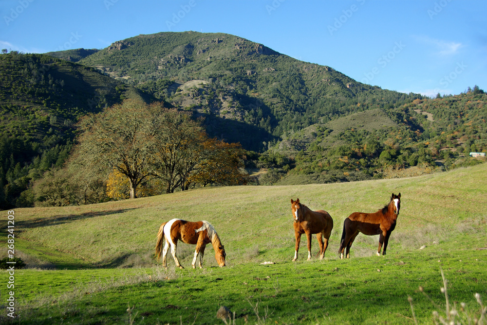 Horses Grazing on Mountain Pasture