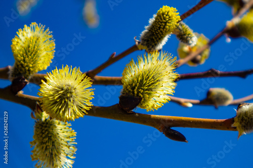 branch of willow in spring catkins of willow