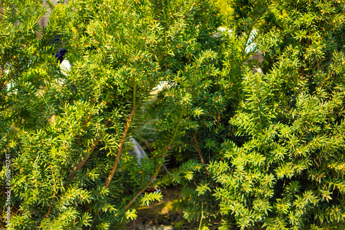 background of green leaves of tree