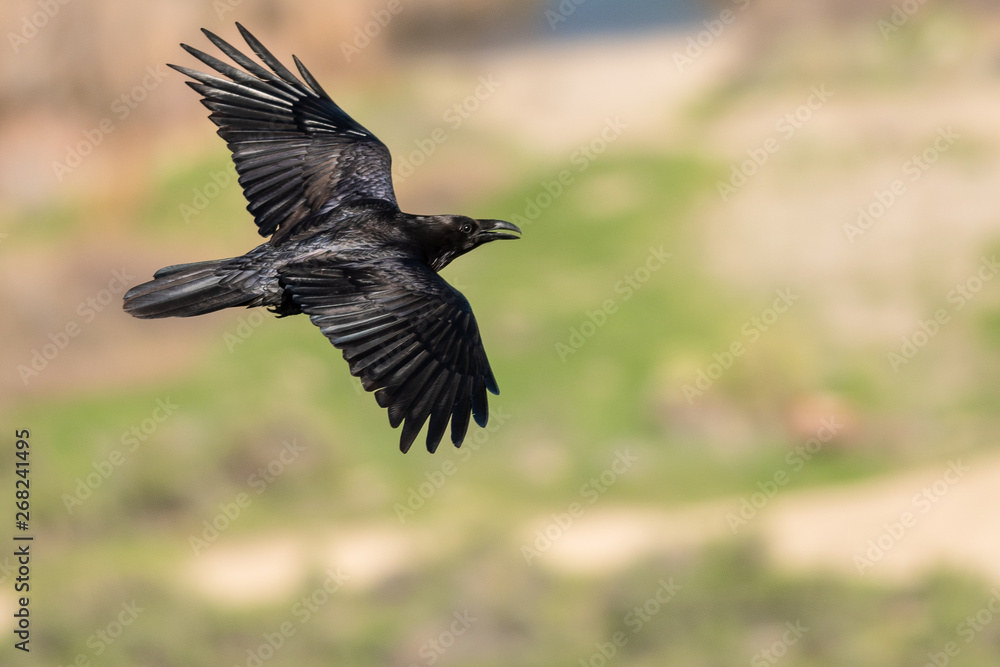 Obraz premium Common Black Raven Flying Over the Canyon Floor