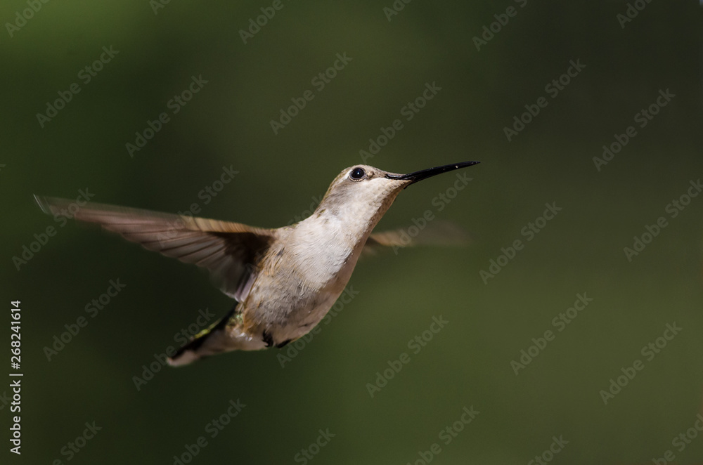 Fototapeta premium Black-Chinned Hummingbird Hovering in Flight Deep in the Forest