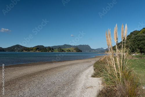 A beach on Manganese Point, Whangarei, Northland, New Zealand. Seed head plumes of toetoe, or tussock grass, in the foreground and Motukiore Island in the background. photo