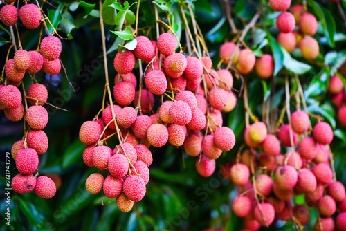 Fresh ripe lychee fruit hang on the lychee tree in the garden photo