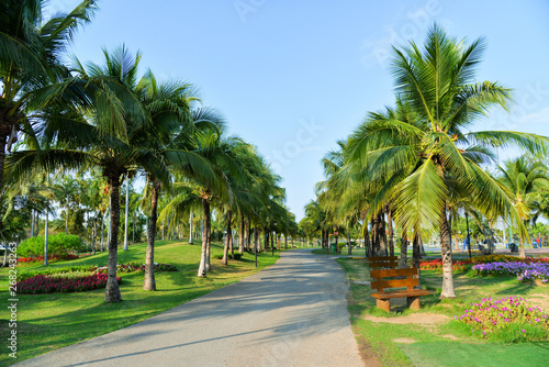 Palm garden and spring flower in the park pathway with palm tree growing and blue sky