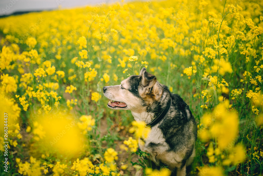 Smiling happy dog on nature. Yellow rapeseed field.