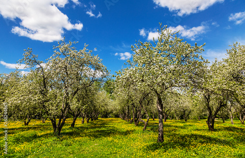 Old apple orchard blooms in spring