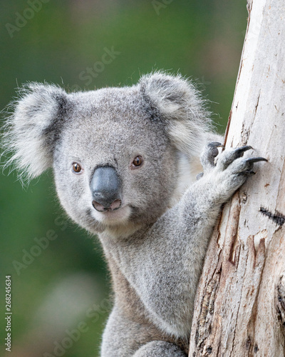 young koala climbing