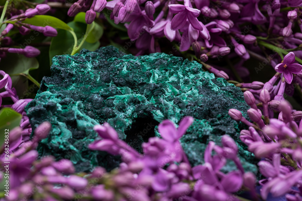 Obraz premium Dark green fibrous Malachite cluster from Shaba Province, Zaire, surrounded by purple lilac flowers.