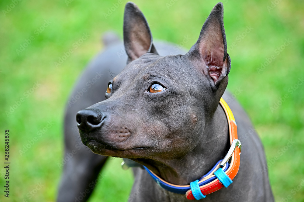 American Hairless Terriers dog close-up portrait with colorful collar on blurred green lawn background 