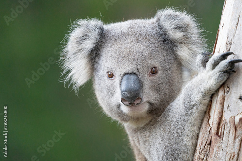 Young Koala photo