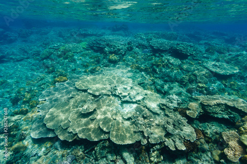 海中公園のサンゴ礁 小笠原