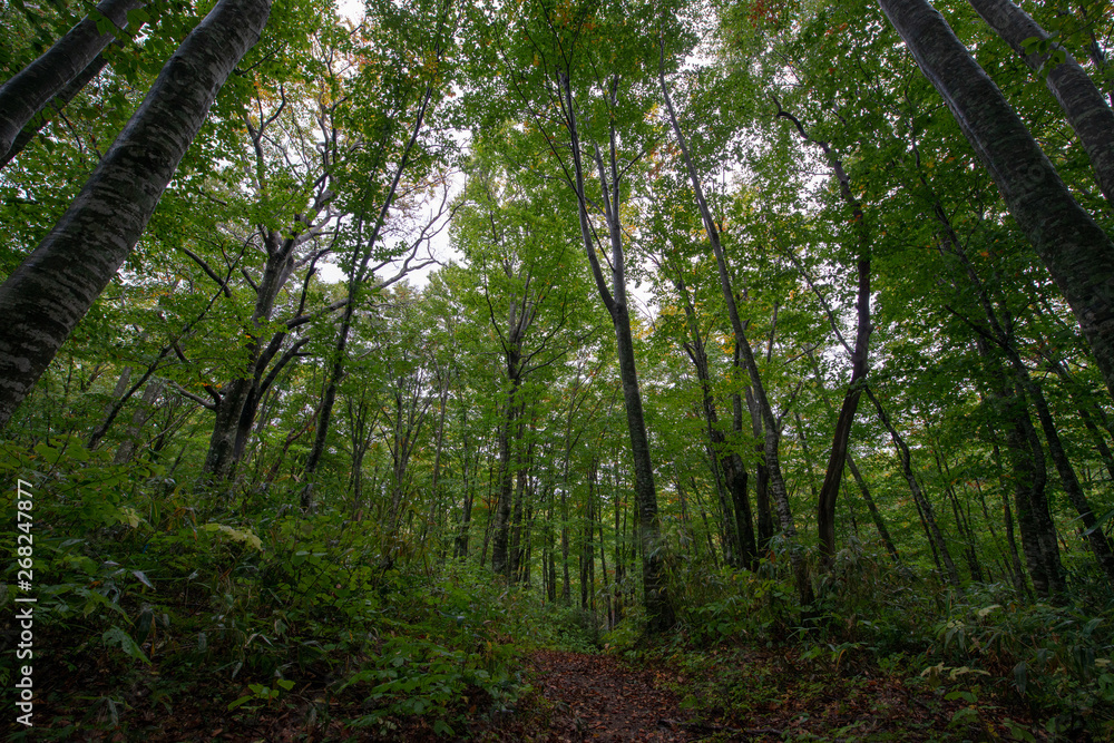 Obraz premium 乳頭温泉