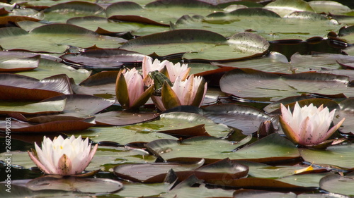 Seerosen mit grünem Frosch