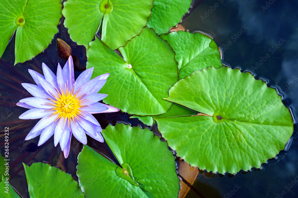 beautiful White Lotus Flower with green leaf in in pond beautiful White Lotus Flower with green leaf in in pond