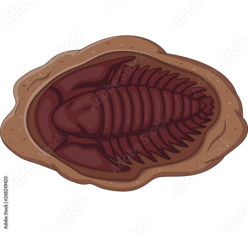 Illustration of trilobite fossil on a white background