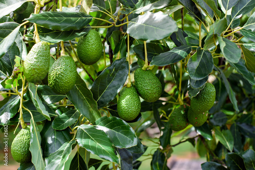 green Hass Avocados fruit hanging in the tree photo