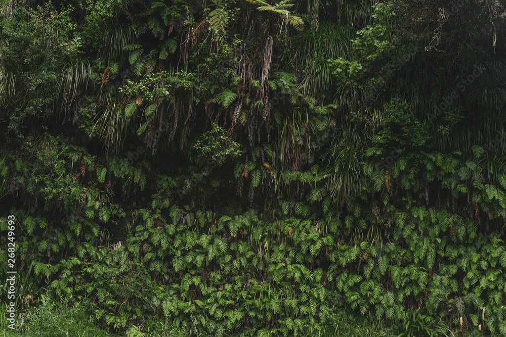 Fototapeta premium Foliage wall of a river bank