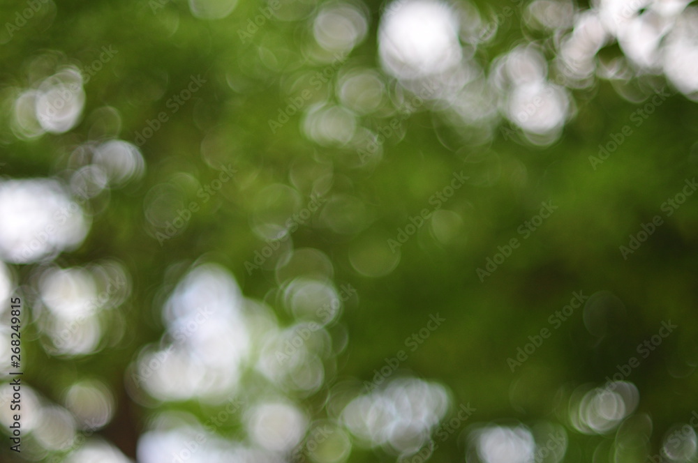 Fototapeta premium forest