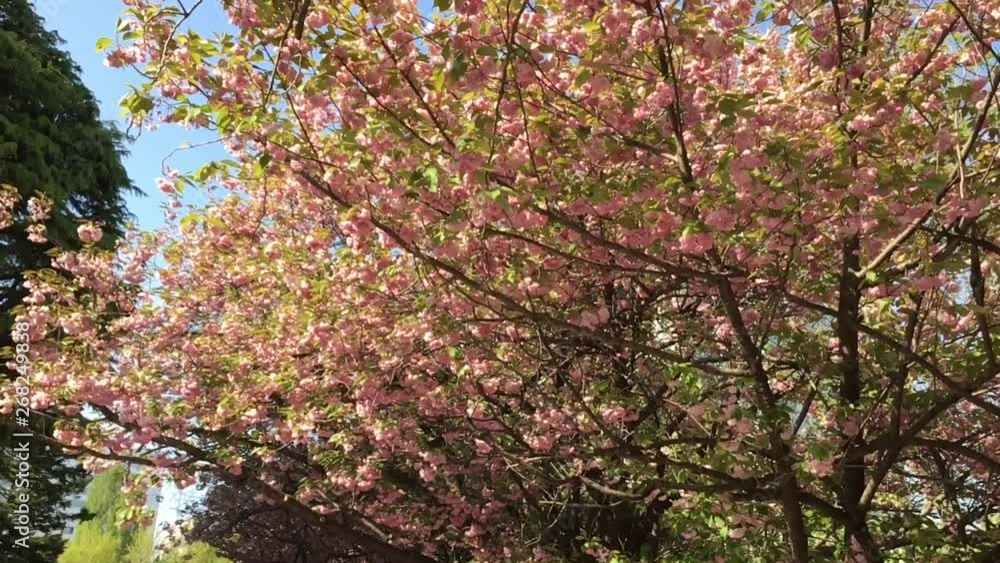 ヤエザクラ　散る頃