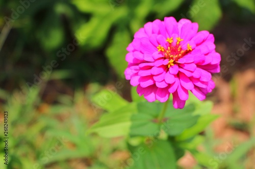 The beauty of pink flowers reflects the sunlight in the morning which is a green background with zinnia