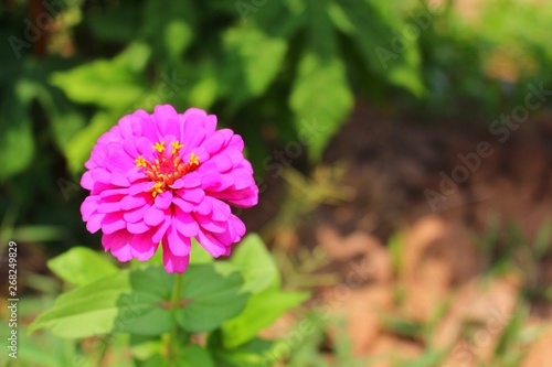 The beauty of pink flowers reflects the sunlight in the morning which is a green background with zinnia