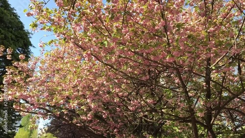 Wallpaper Mural ヤエザクラ　散る頃 Torontodigital.ca