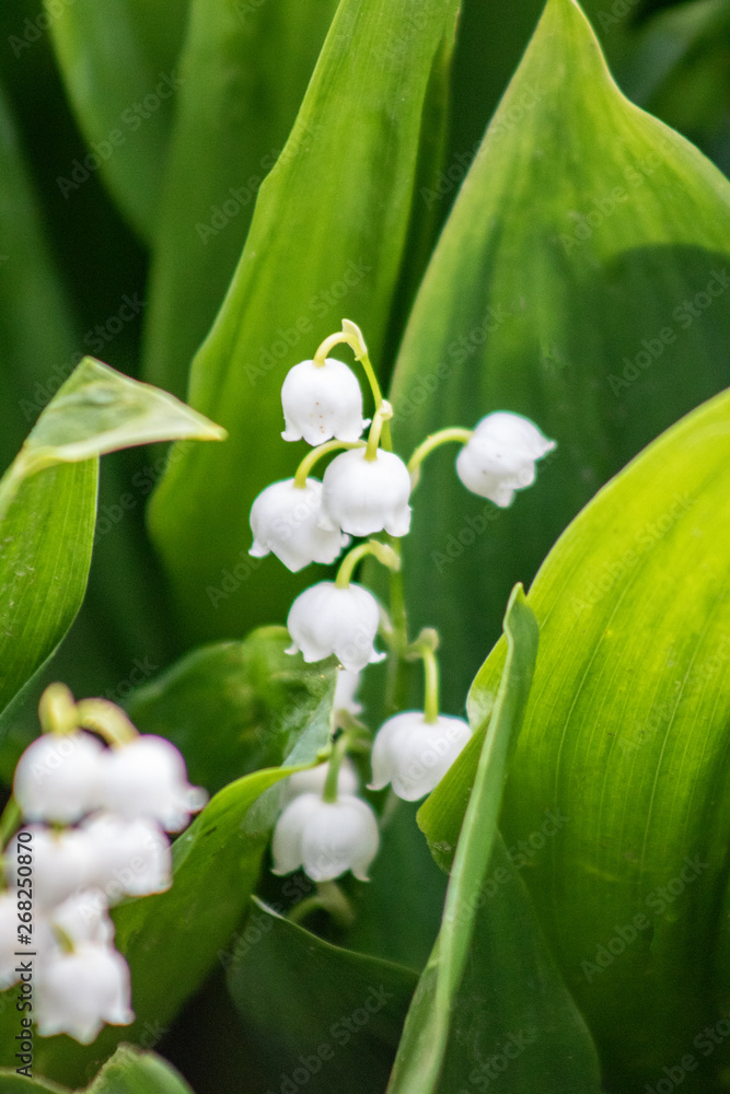 Obraz premium Lily of the Valley