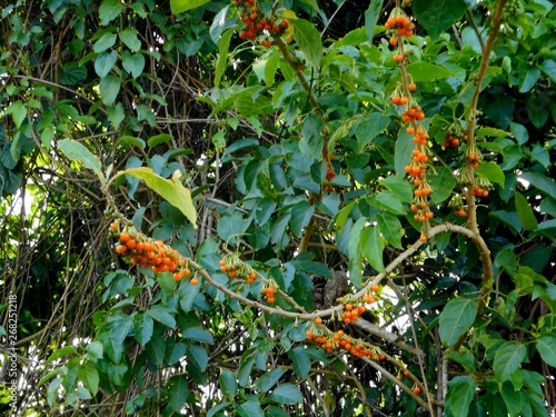 solanum - acnistus arborescens photo