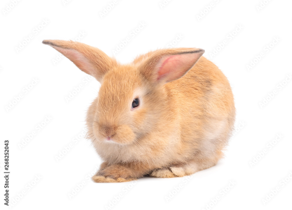 Orange-brown cute baby rabbit isolated on white background. Lovely young rabbit sitting. Orange-brown cute baby rabbit isolated on white background. Lovely young rabbit sitting.