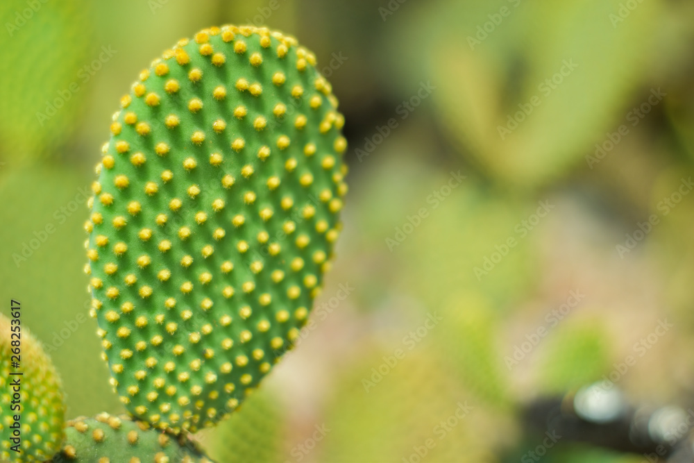 closely, blurred cactus on cactus garden background closely, blurred cactus on cactus garden background
