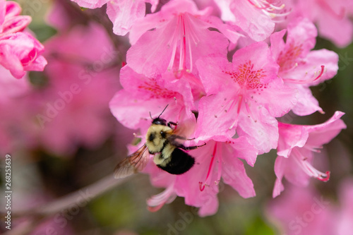 Bumble Bee 2 © Brett