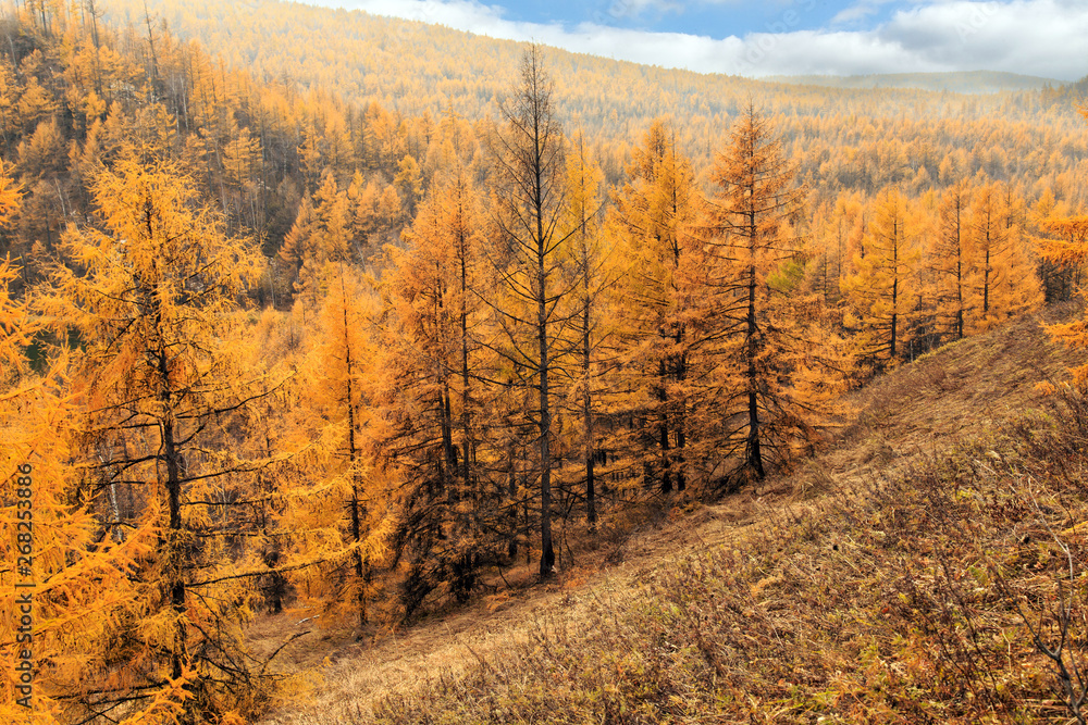 Autumn scenery of tianchi lake in alshan Autumn scenery of tianchi lake in alshan