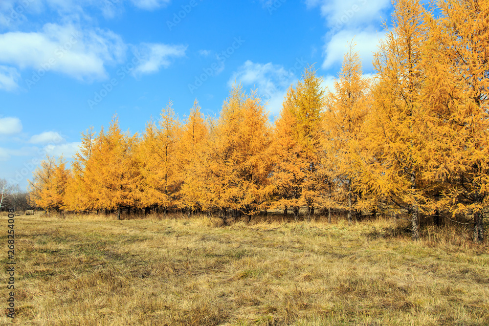 Beautiful scenery of xilingol grassland