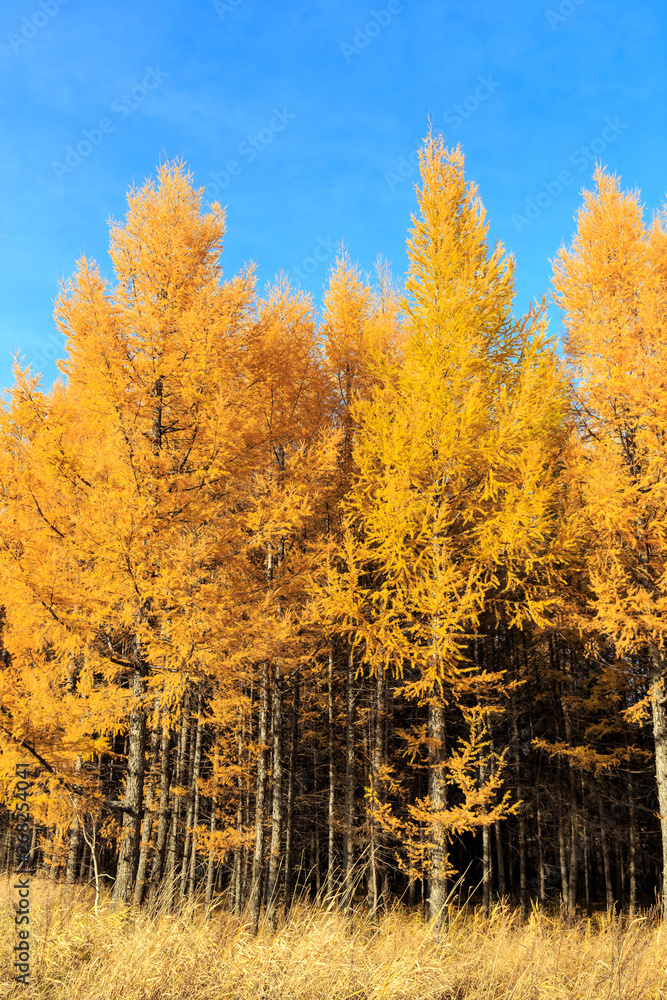 Fototapeta premium Beautiful scenery of xilingol grassland