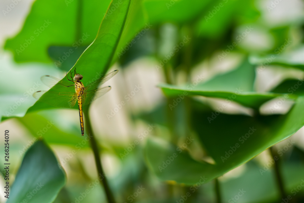dragonfly stay under the lotus leaf on blurred background dragonfly stay under the lotus leaf on blurred background
