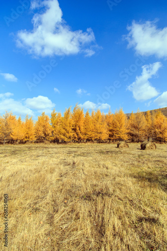 Beautiful scenery of xilingol grassland