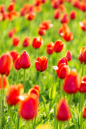 Beautiful tulips are blooming on the lawn of the park