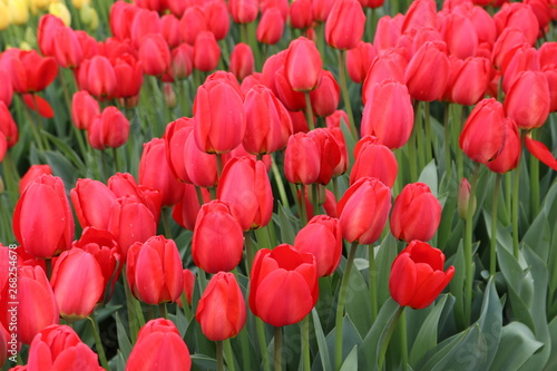 Red tulips