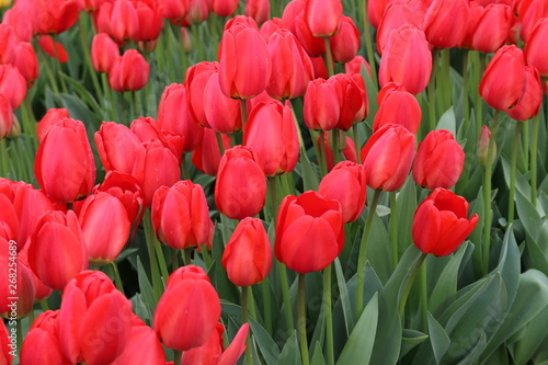 Red tulips