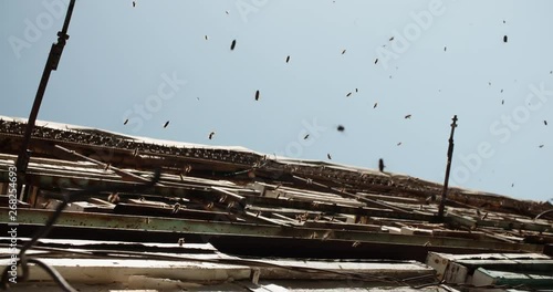 Striped bees flying in and out of vintage-looking beehives, carrying honey in their mouths, working together - teamwork, apiculture, ecology concept 4k