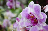 Orchid in the Garden