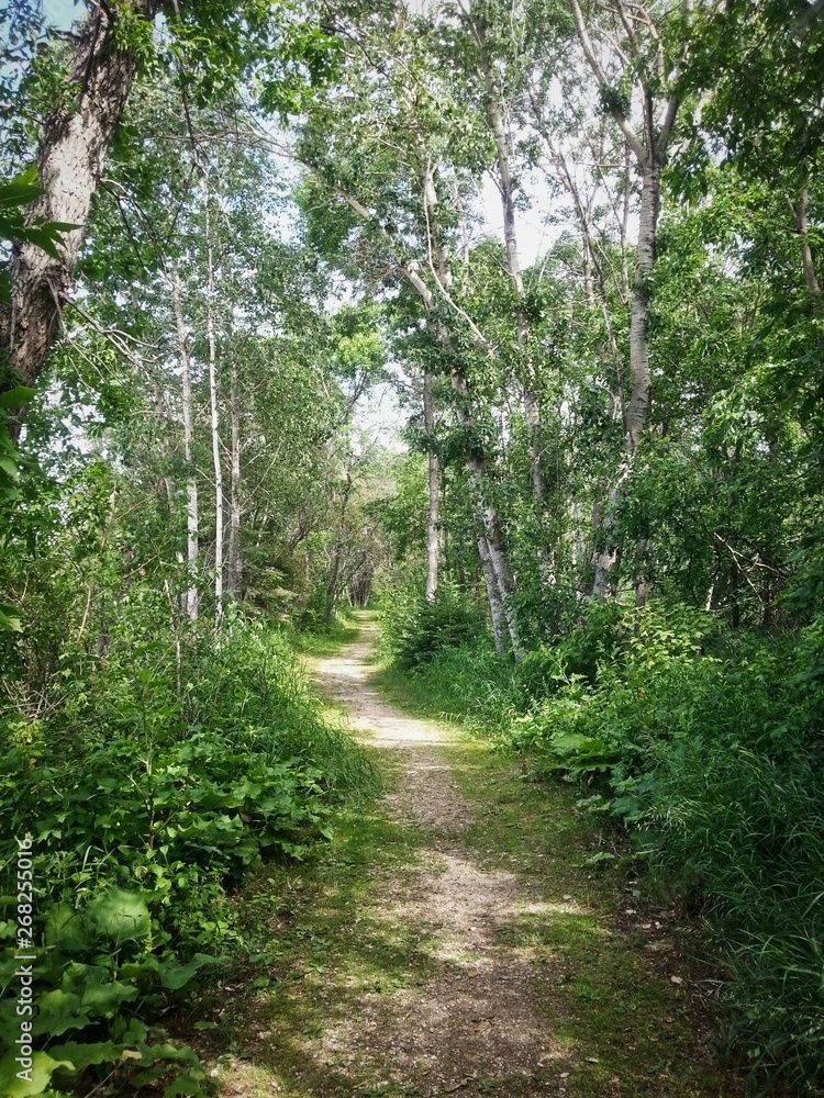 Summer green trees along hiking path on Heckla Island Summer green trees along hiking path on Heckla Island